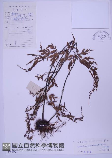 黑鱗鐵角蕨、假大羽鐵角蕨、大羽鐵角蕨藏品圖，第1張