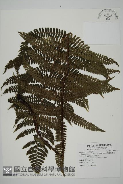 頂囊肋毛蕨藏品圖，第1張