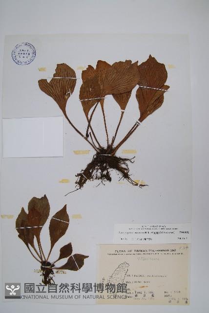 車前蕨藏品圖，第1張