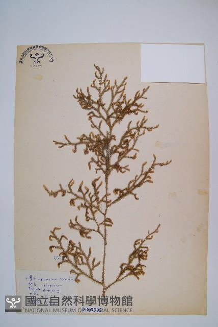 過山龍藏品圖，第1張