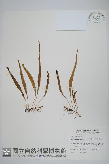 擬芨瓦葦藏品圖，第1張