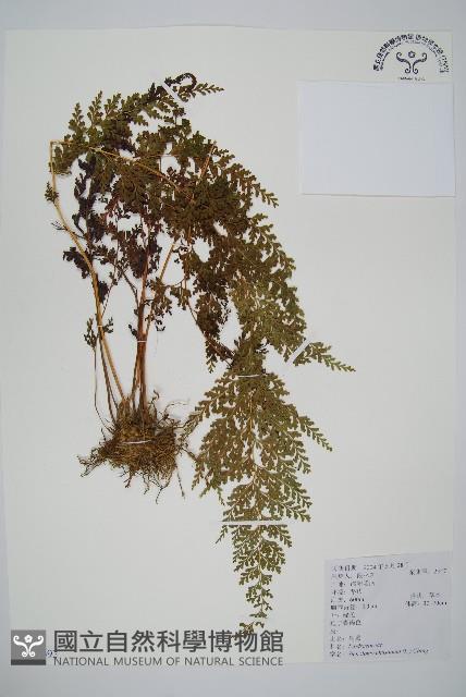 烏蕨藏品圖，第1張