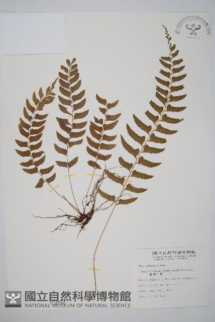 臺灣耳蕨藏品圖，第1張