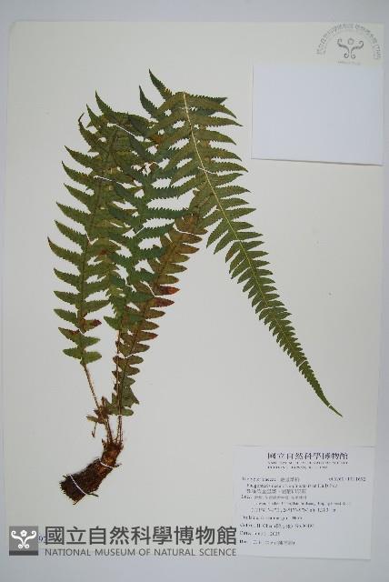 翅軸假金星蕨、短柄卵果蕨藏品圖，第1張