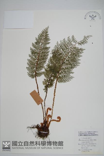 角狀耳蕨藏品圖，第1張