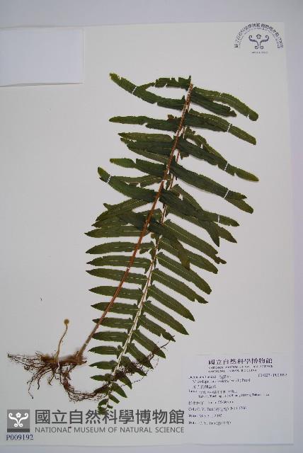 虎克氏鱗蓋蕨藏品圖，第1張