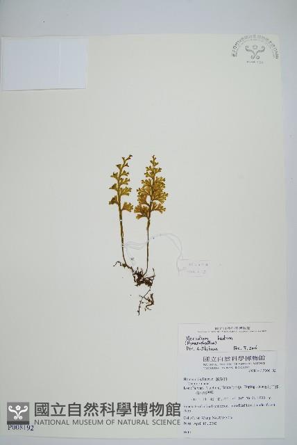 蕗蕨藏品圖，第1張