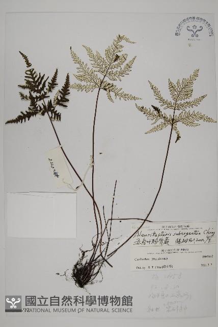 五角葉粉背蕨藏品圖，第1張