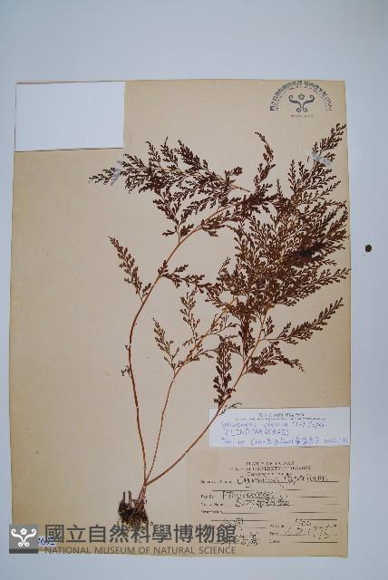 烏蕨藏品圖，第1張