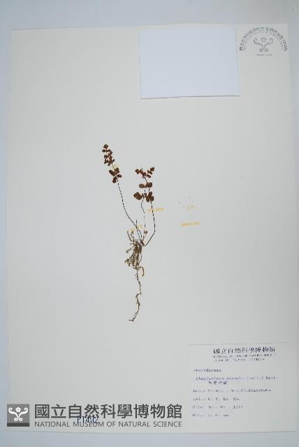 毛碎米蕨藏品圖，第1張