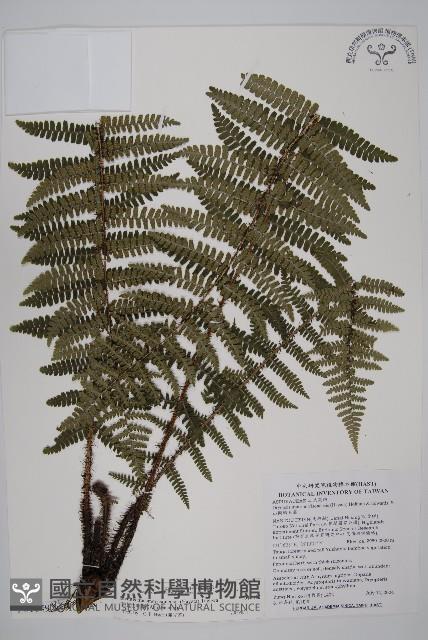 玉山肋毛蕨藏品圖，第1張