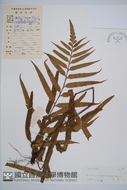 萊氏鐵角蕨藏品圖，第1張