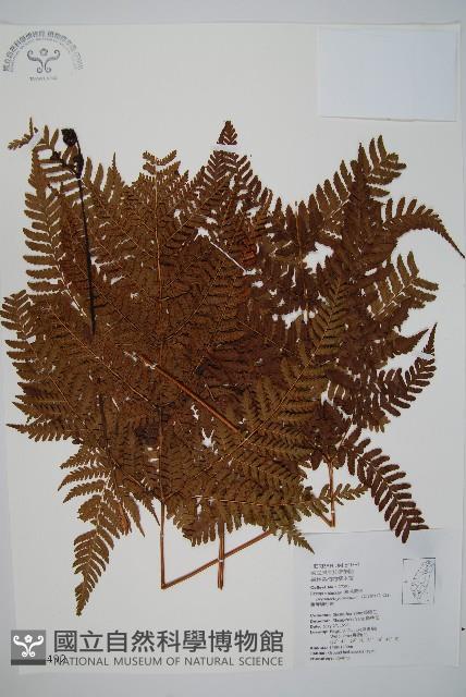 臺灣鱗毛蕨藏品圖，第1張