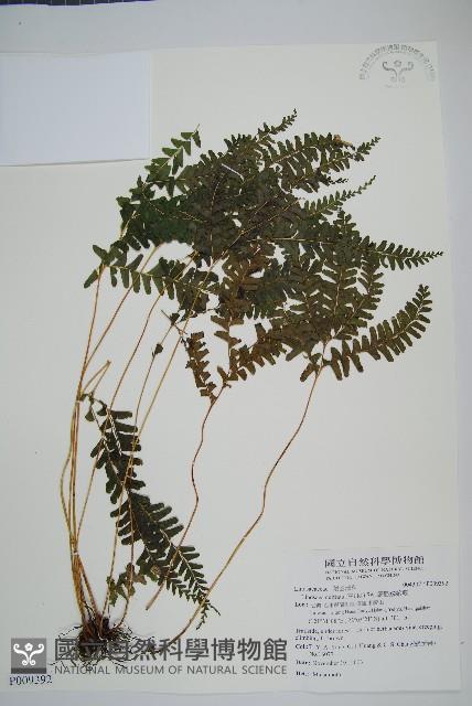 網脈鱗始蕨藏品圖，第1張