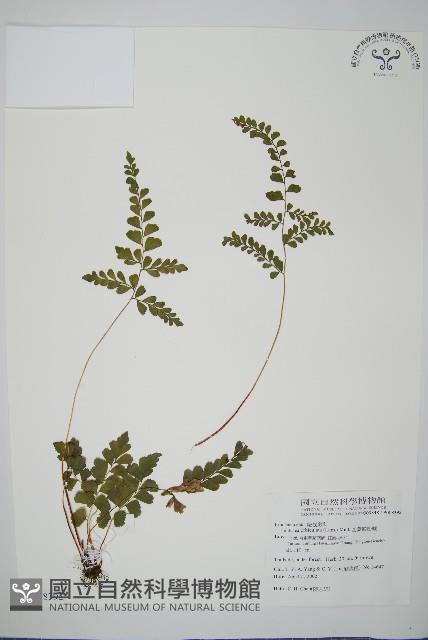 海島陵齒蕨藏品圖，第1張