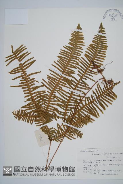 芒萁藏品圖，第1張