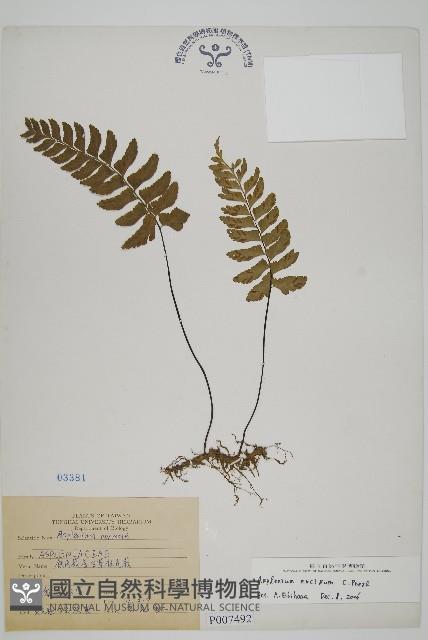 剪葉鐵角蕨藏品圖，第1張