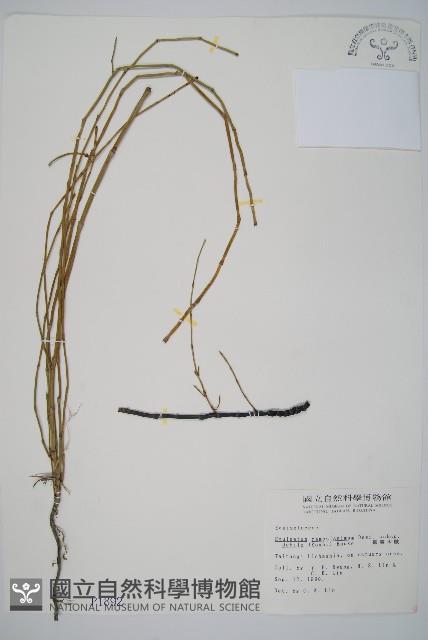 臺灣木賊藏品圖，第1張