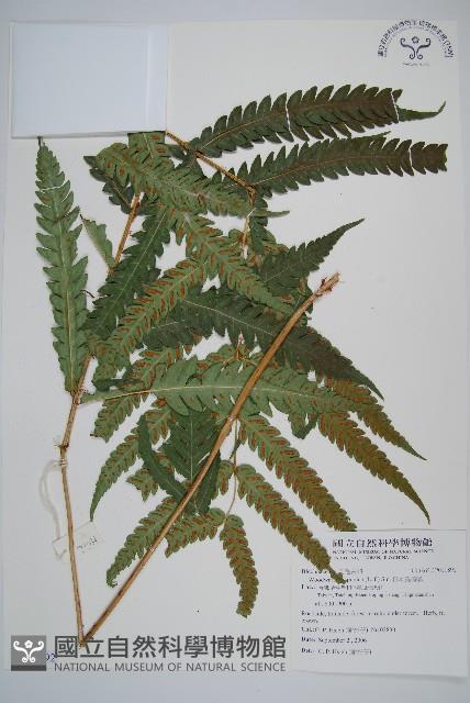 日本狗脊蕨藏品圖，第1張