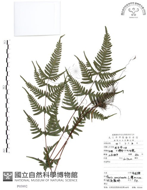 半邊羽裂鳳尾蕨藏品圖，第1張