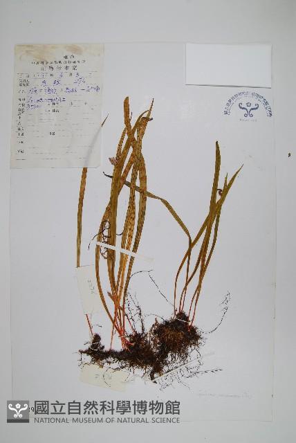 長瓦葦藏品圖，第1張