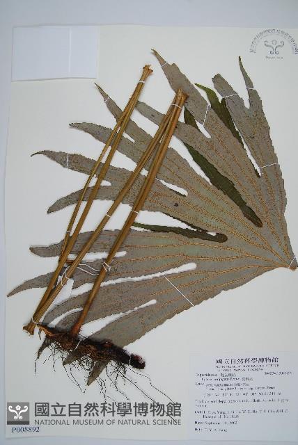 雙扇蕨藏品圖，第1張