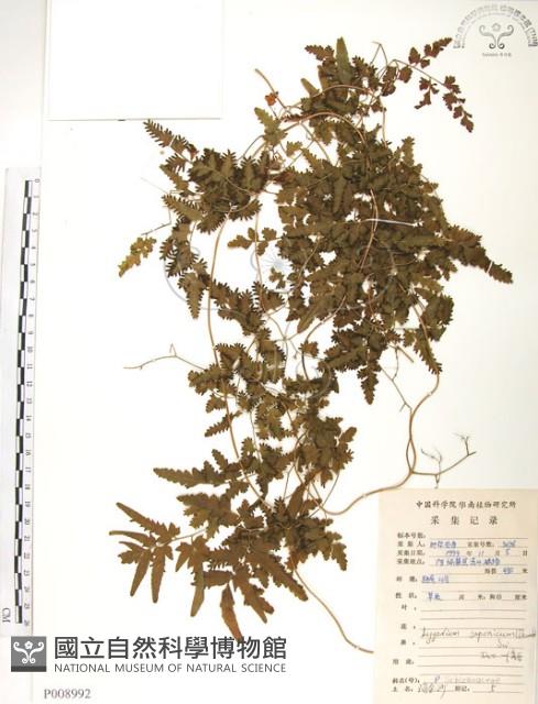 海金沙藏品圖，第1張