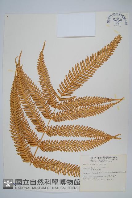 傅氏鳳尾蕨藏品圖，第1張