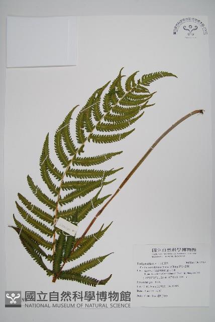 野小毛蕨藏品圖，第1張