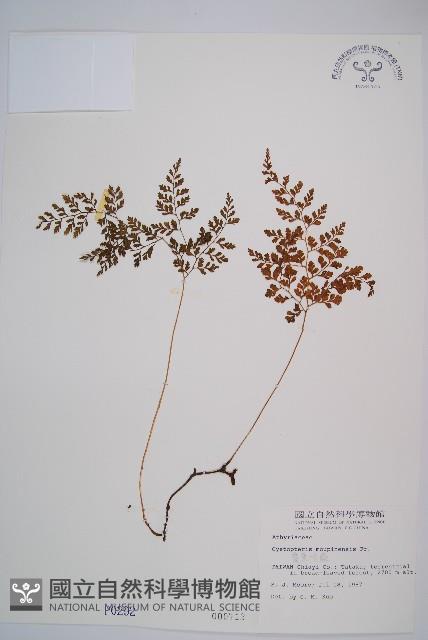 寬葉冷蕨藏品圖，第1張