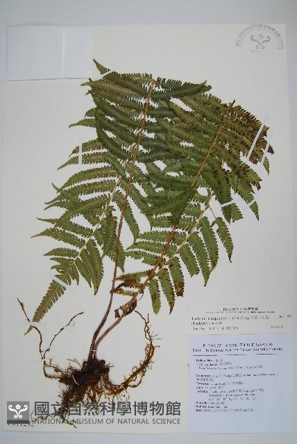 斜葉金星蕨藏品圖，第1張