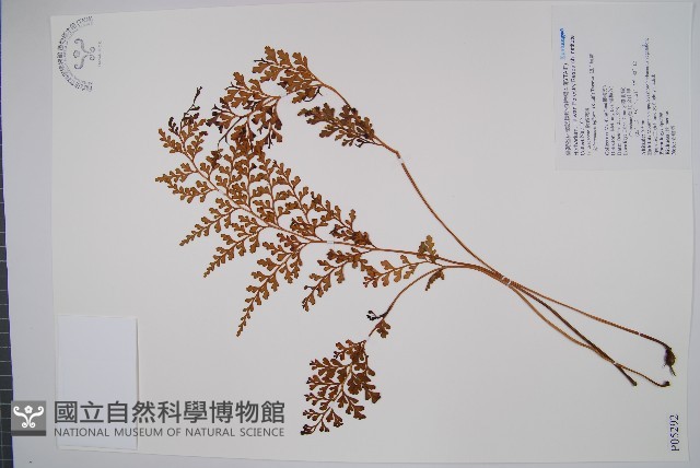闊片烏蕨藏品圖，第1張