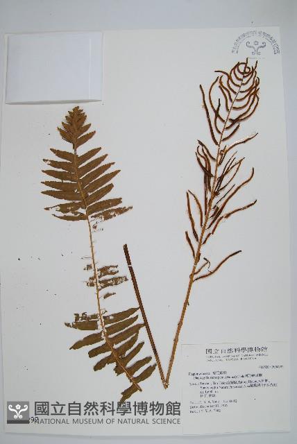 耳形瘤足蕨藏品圖，第1張