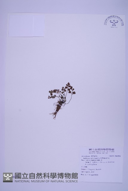 銀杏葉鐵角蕨藏品圖，第1張