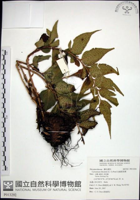 全緣貫眾蕨藏品圖，第1張