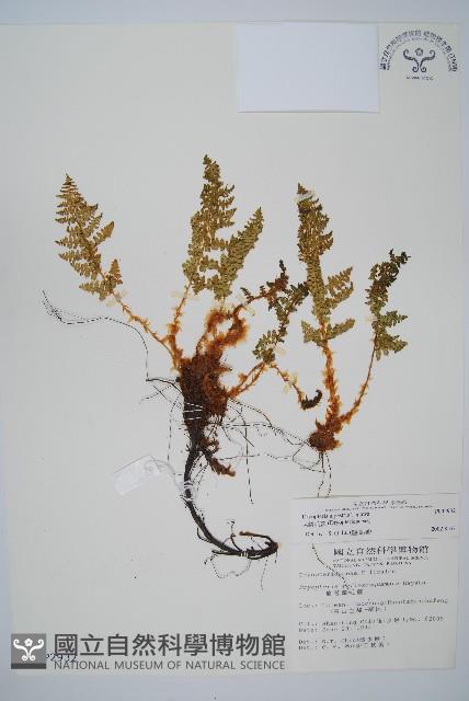 腺鱗毛蕨藏品圖，第1張