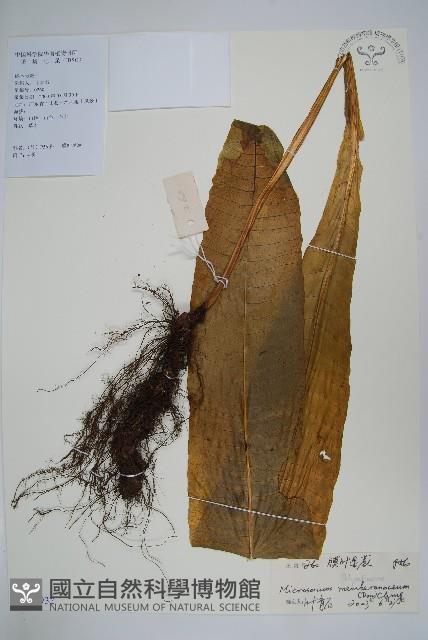 膜葉星蕨藏品圖，第1張