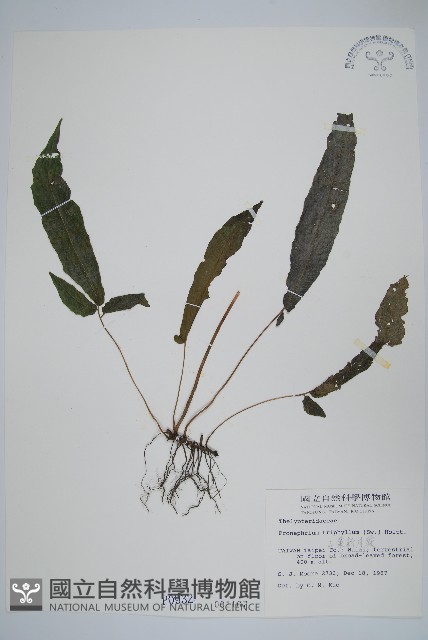 新月蕨藏品圖，第1張