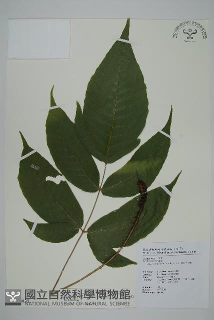 南投三叉蕨藏品圖，第1張