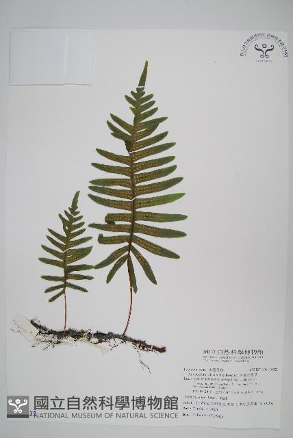 大葉水龍骨藏品圖，第1張