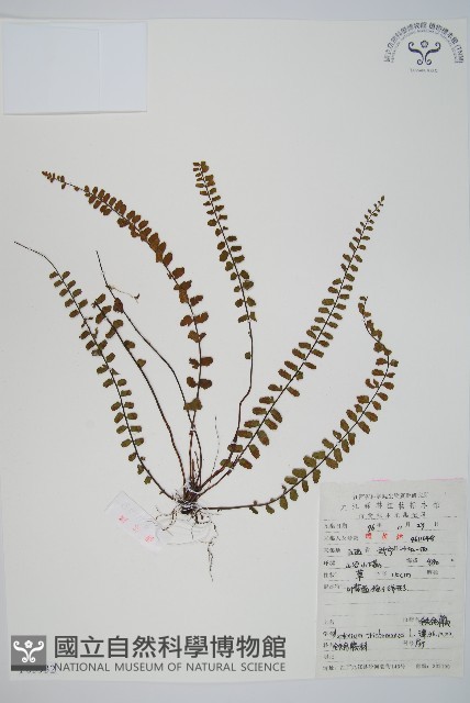 鐵角蕨藏品圖，第1張