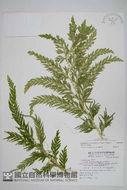 全緣卷柏藏品圖，第1張