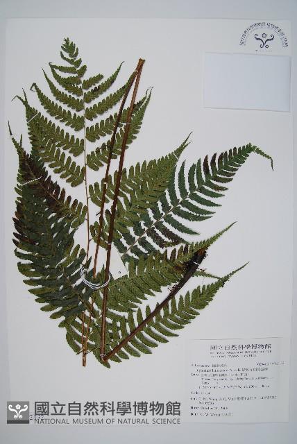 廣葉深山雙蓋蕨藏品圖，第1張