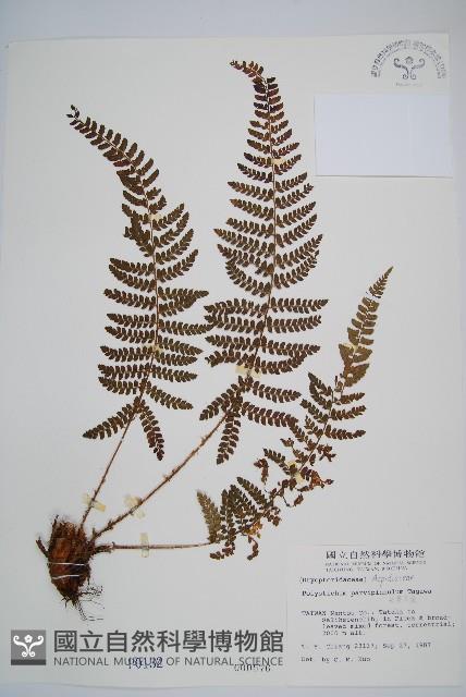 尖葉耳蕨藏品圖，第1張