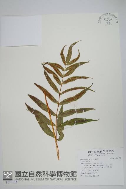 登錄號:P010132藏品圖，第1張