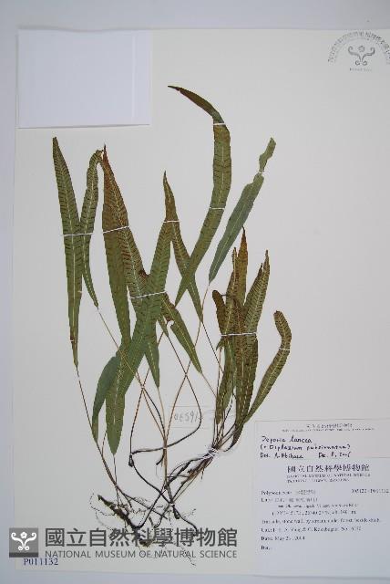 單葉雙蓋蕨藏品圖，第1張