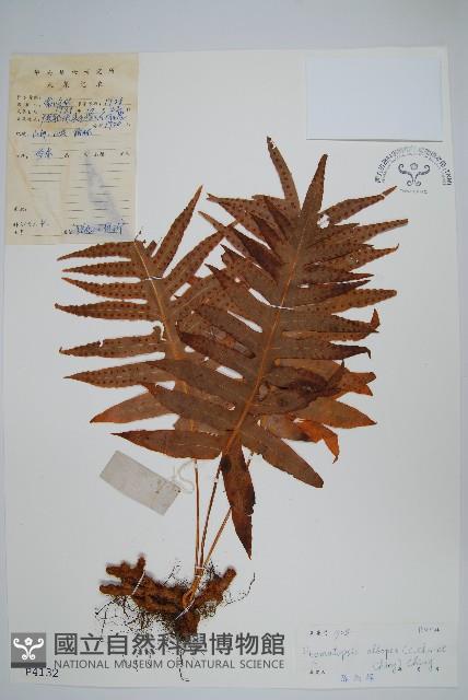 灰鱗假瘤蕨藏品圖，第1張