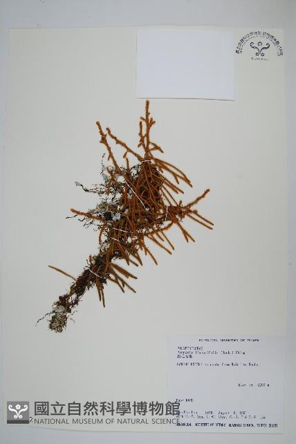 絨毛石葦藏品圖，第1張