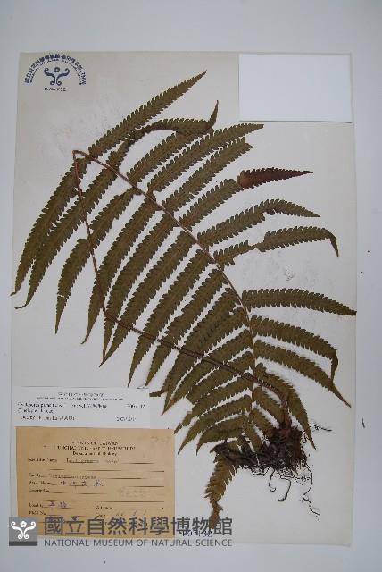 Accession Number:P007132 Collection Image, Figure 1, Total 2 Figures