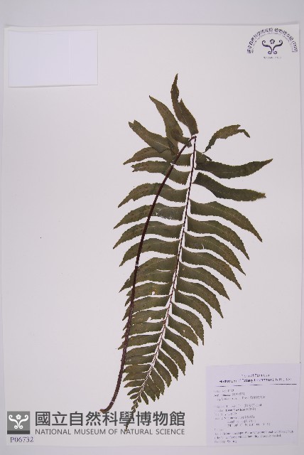 剪葉鐵角蕨藏品圖，第1張